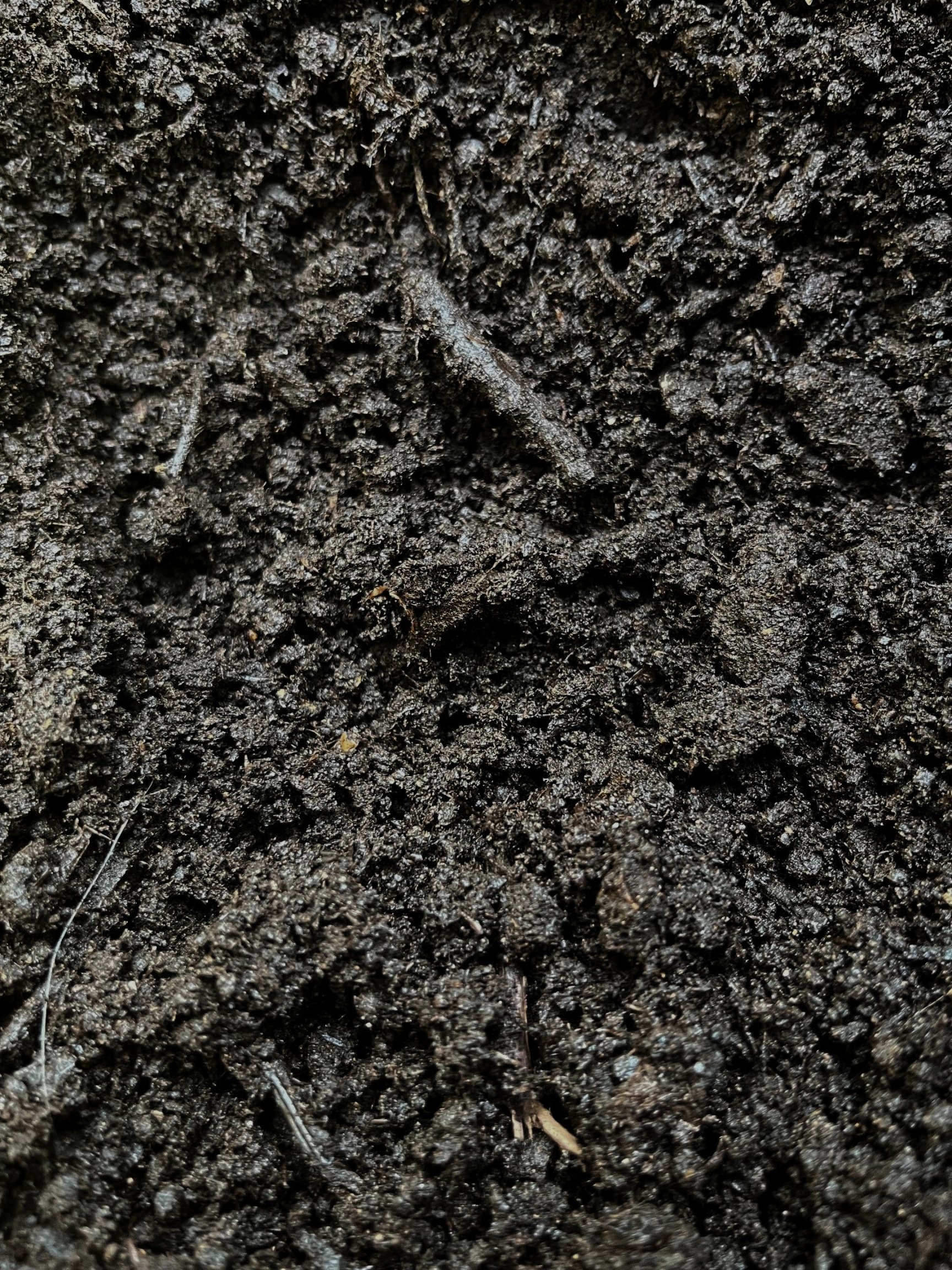 Black Earth vs Top Soil: What’s Better for Your Garden Project?