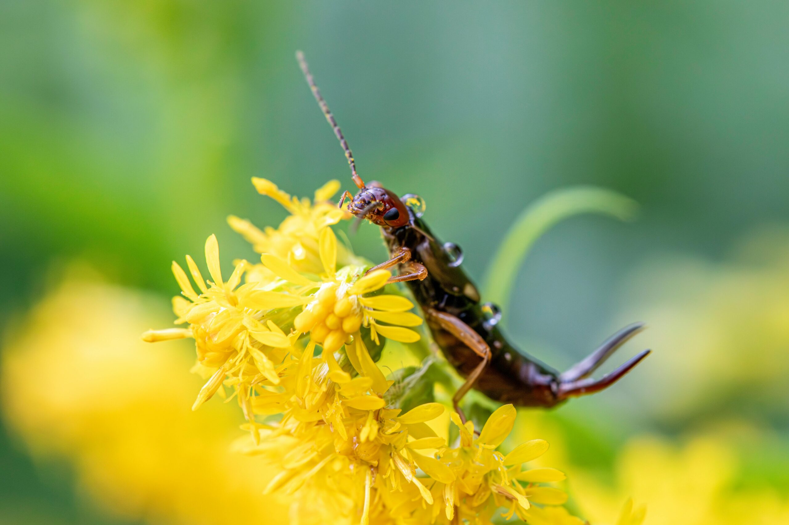 How to Get Rid of Earwigs in the Garden: Protecting Your Innisfil Harvest – Kells Garden City