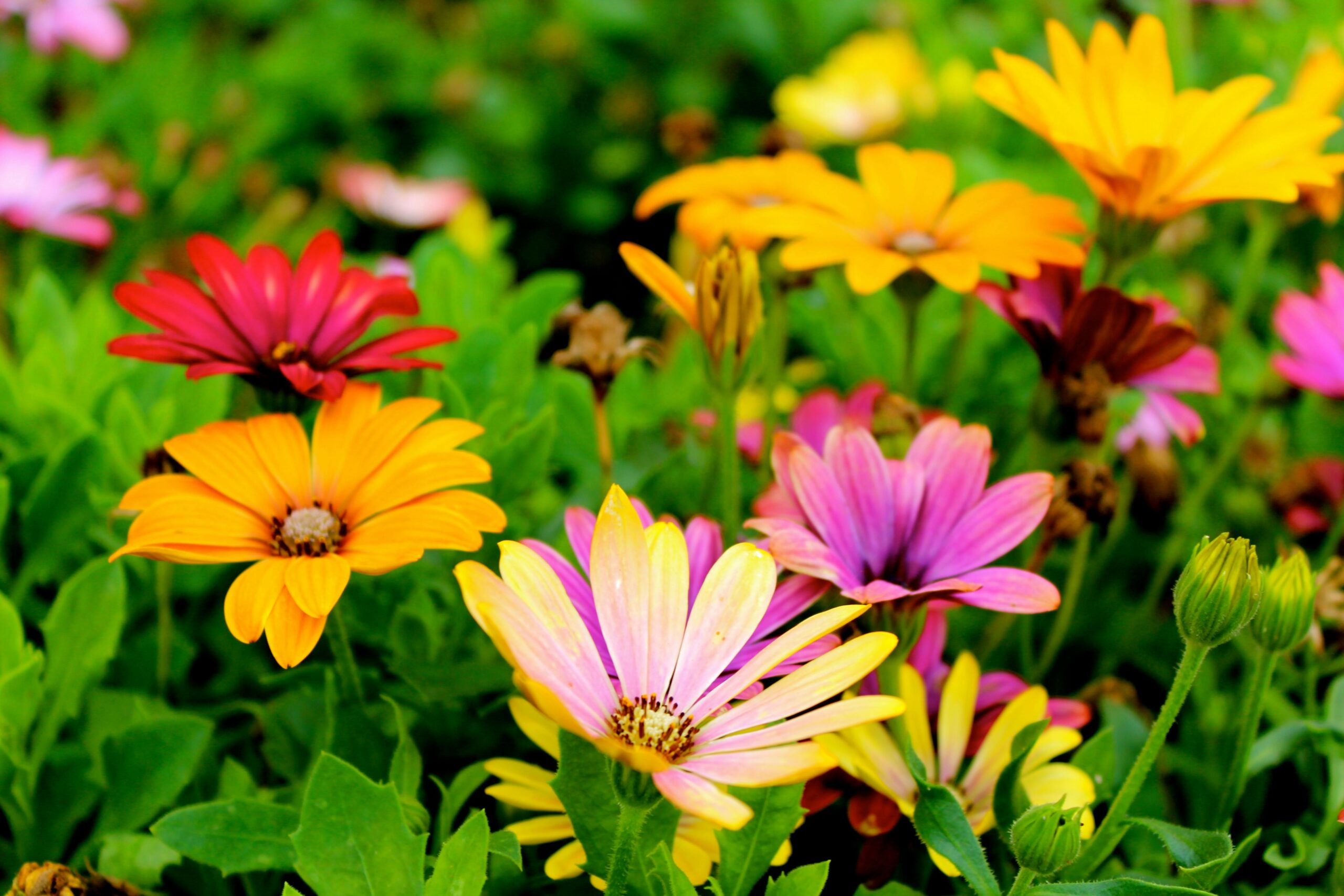 Ideas for Flower Garden: Unleash Colour & Charm with Kells Garden City
