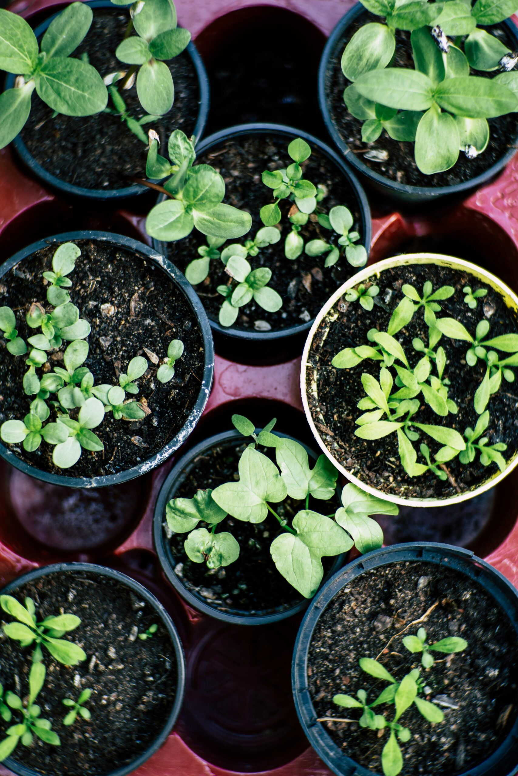 Discover inspiring vegetable garden ideas to grow fresh produce at your Innisfil, ON home. Kell's Garden City helps your garden thrive.