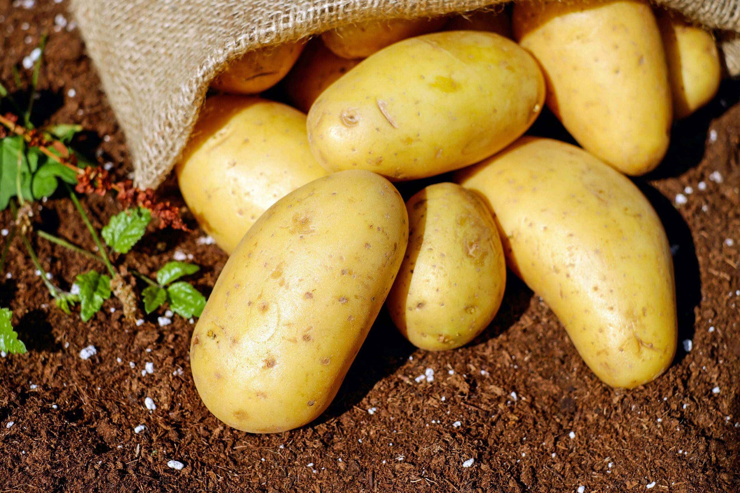 how to garden potatoes, growing potatoes in Barrie, potato gardening tips, healthy potato harvest