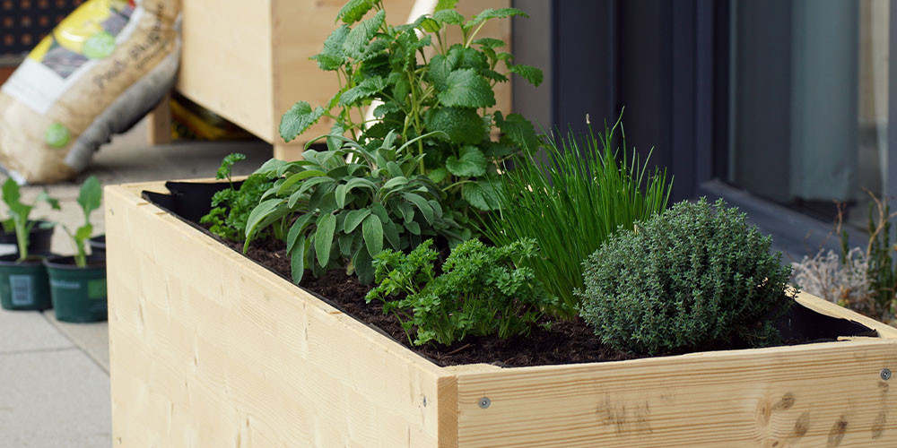 Raised Beds for Optimal Herb Health