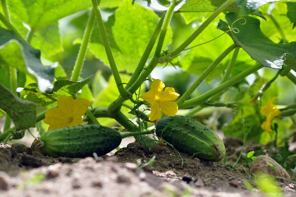 A bountiful vegetable garden thriving in quality soil from Kell's Garden City in Innisfil.
