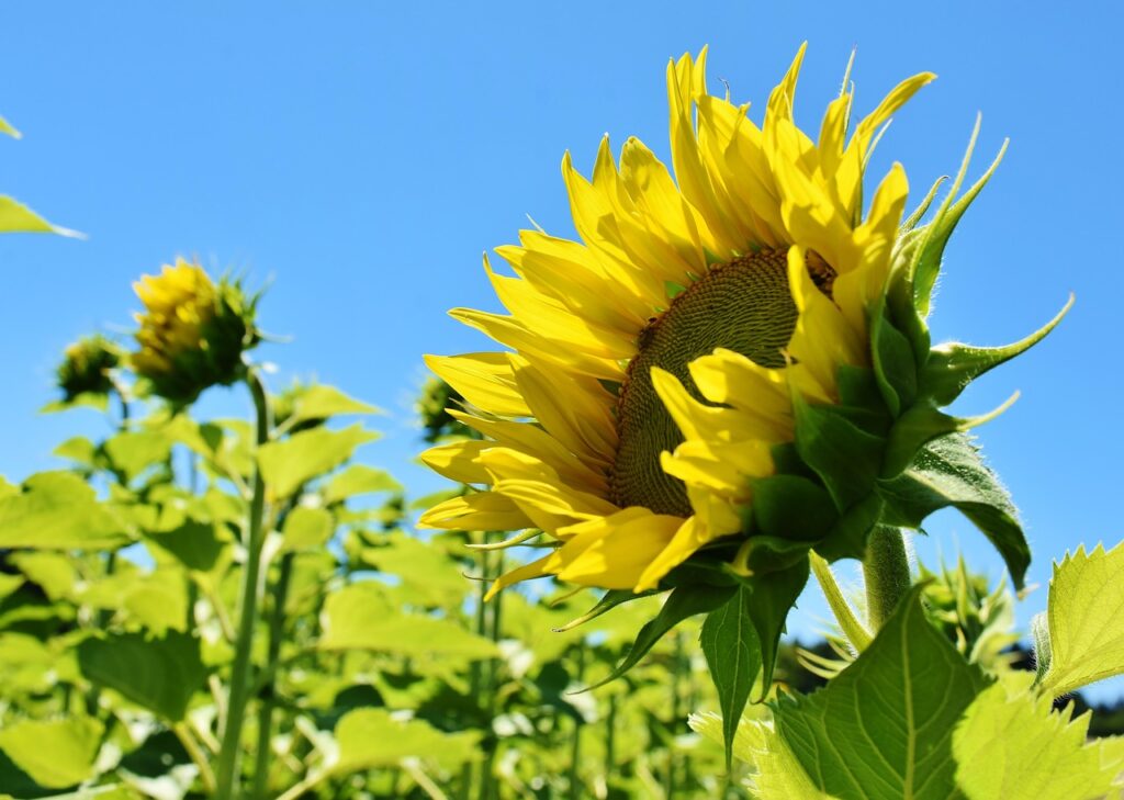 A beautiful field of sunflowers turning towards the sun.